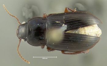 Media type: image;   Entomology 614255 Aspect: habitus dorsal view